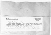Hypoderma commune image
